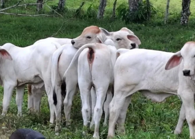  Programa 'Un mejor semental' impulsa la ganadería en la provincia de Colón 