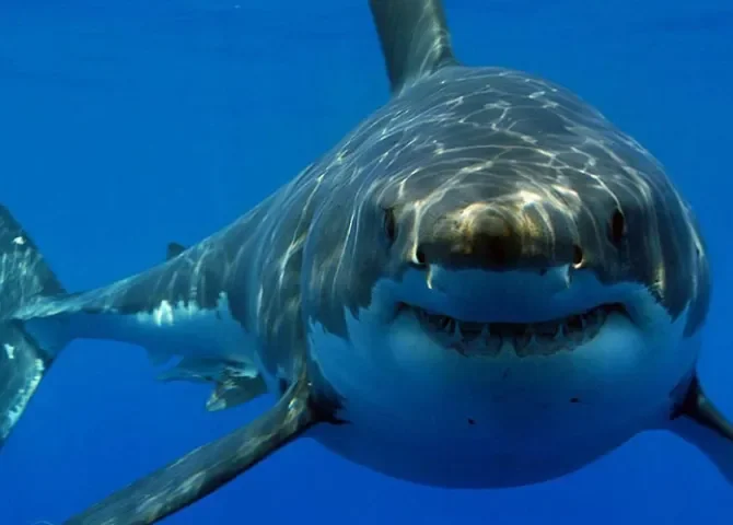  Foto: Redes sociales.  