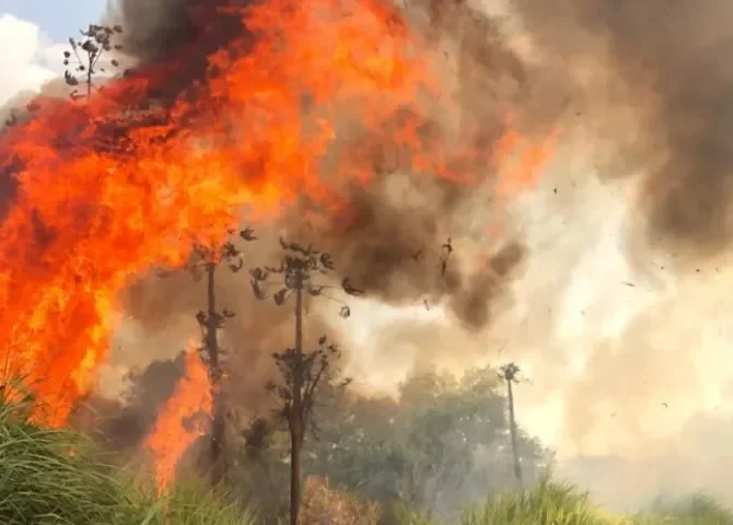  Chepo será escenario de simulacro de incendio forestal con apoyo aéreo y terrestre 