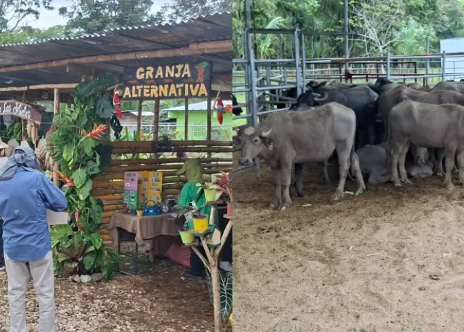 Coclesito celebra la IV Feria Nacional del Búfalo  