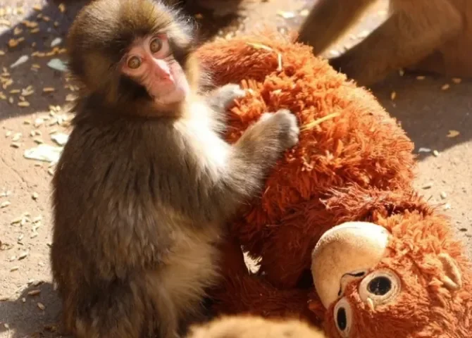  El pequeño macaco japonés abandonado al nacer en el zoológico de la ciudad de Ichikawa en una fotografía del 19 de febrero de 2026. EFE/ Zoológico De La Ciudad Japonesa De Ichikawa 