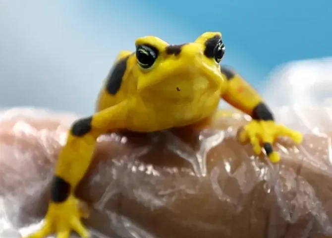  Fotografía del 13 de marzo de 2026, que muestra una rana dorada en el Instituto Smithsonian de Investigaciones Tropicales (STRI), en Gamboa, Ciudad de Panamá (Panamá). EFE/ Carlos Lemos 