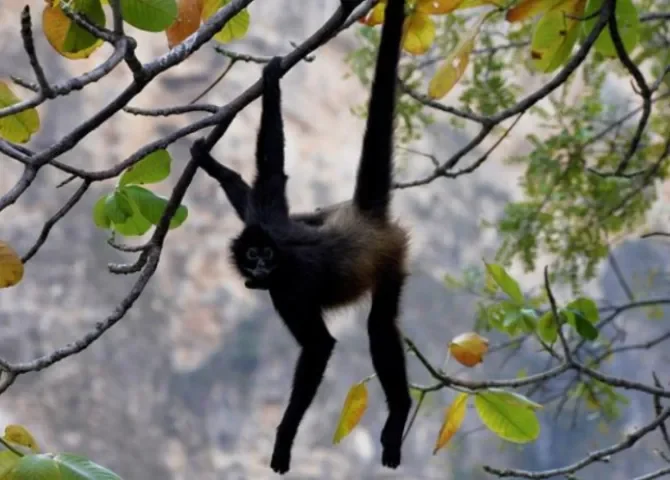  Foto ilustrativa: EFE.  