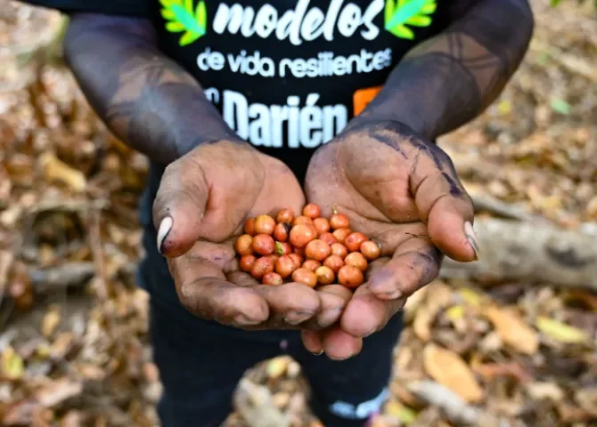   Comunidades indígenas en Darién apuestan por agricultura sostenible  