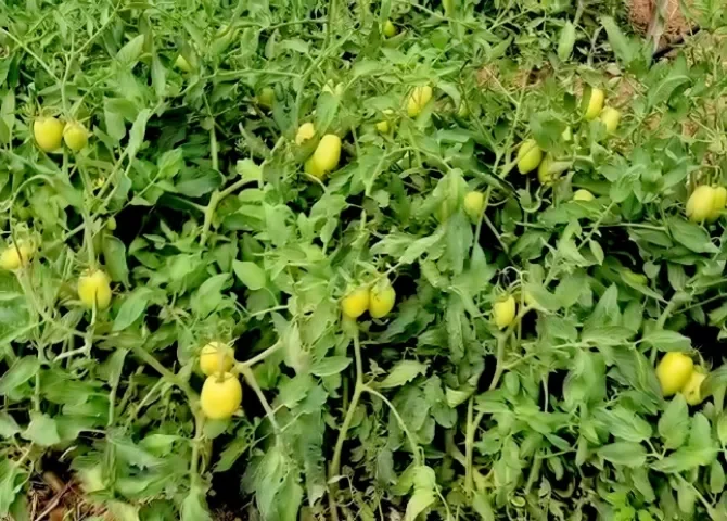  Foto: Thays Domínguez. 