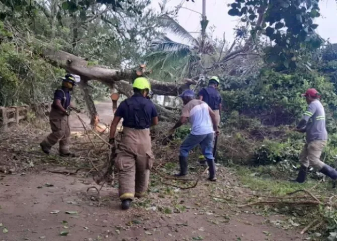  ¡Más de 500 árboles han caído este año en Panamá! 
