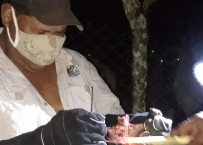  Detectan casos de rabia bovina en Escobal y activan operativos sanitario 
