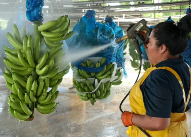  Chiquita acelera su producción y proyecta generar miles de empleos en Bocas del Toro 