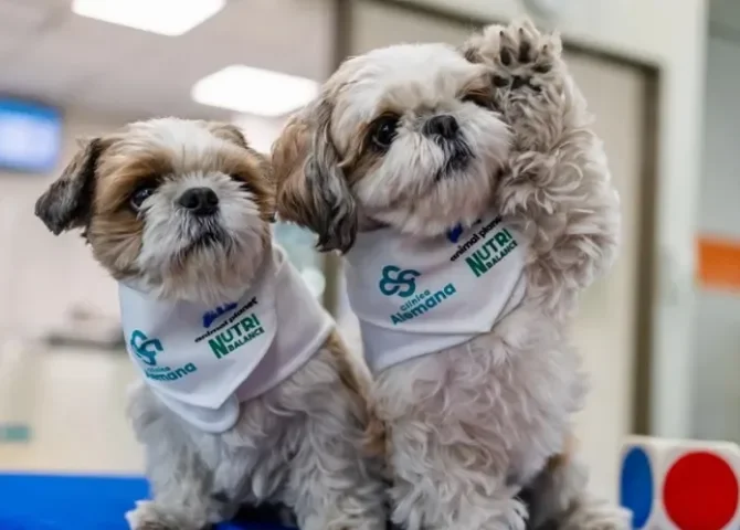  Los perritos 'dogtores' Bimba y Bartolo participan en una terapia el 26 de junio de 2026 en la Clínica Alemana en Santiago (Chile). EFE/ Javier Torres Lantadilla 