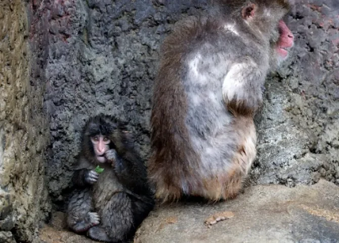  El macaco japonés Punch, que se viralizó por su peluche de consuelo tras ser rechazado por su madre, junto a un macaco adulto en una foto de archivo cuando tenía siete meses. EFE/EPA/FRANCK ROBICHON 