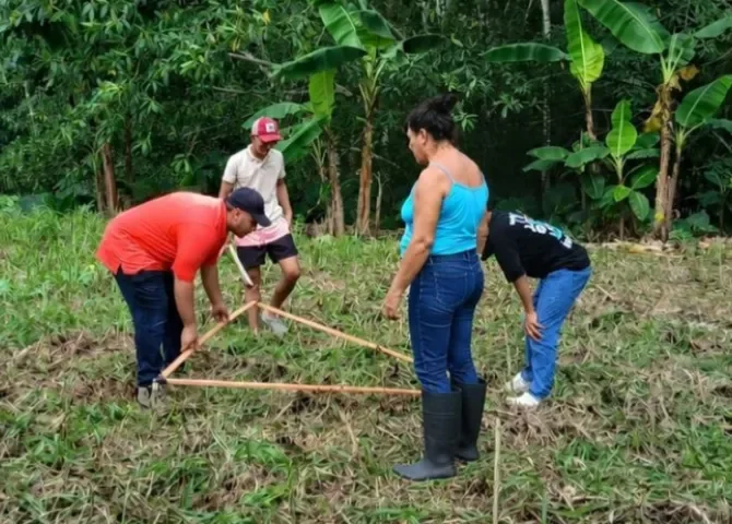  Productores de Nuevo Tonosí apuestan por el cultivo de plátano con la técnica de tres bolillos 