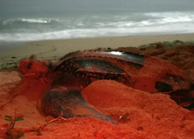  Fotografía de archivo de una tortuga Baula en una playa de Costa Rica. EFE. 