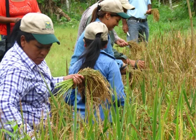  Hasta 3 de cada 10 arroces que se venden en Panamá serían de contrabando 